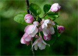 Crab apple blossom