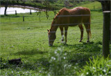 Arry in the morning sunlight