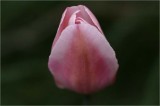 Another tulip