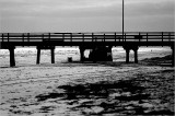 A cat on the beach - Grange