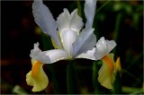 Dutch iris