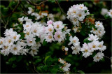 Crab apple blossom