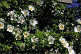 Laevigata - Cherokee rose