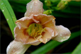 Daylily - French Porcelain