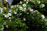 Laevigata and pink clematis