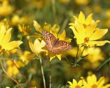 IMG_7613 copyDS.jpgCHECKERSPOT