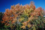 Couleurs dautomne