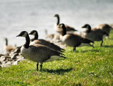 Geese 3