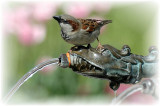 Thirsty sparrow