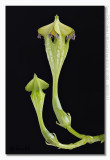 Ceropegia monteroie