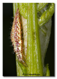 Chrysoperla carnea
