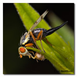 Urophora stylata