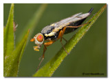 Urophora stylata