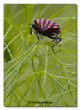 Graphosoma italicum