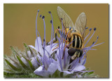 Helophilus trivittatus