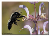 Xylocopa violacea on Salvia sclarea