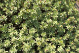 Euphorbia balsamifera
