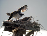 Arrival  of one of the mated pair of Ospreys near Belle Haven Marina