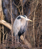 Great Blue Heron at Belle Haven Marina