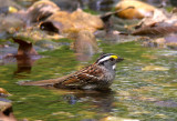 White-throated Sparrow