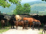 Cows blocking gate on Rt. 601