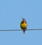 Eastern Meadowlark