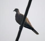 Eurasian Collared-Dove