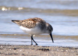 Western Sandpiper