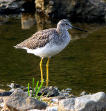 Greater Yellowlegs