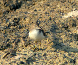 Spotted Sandpiper