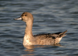 Northern Pintail, Cape May