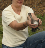 mergansers_go_free