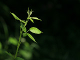 June 2 2007: <br> Bramble