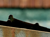 July 31 2007: <br> Lock Ups