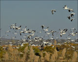 Snow Geese