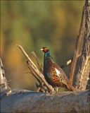 Ring-necked Pheasant