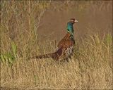 Ring-necked Pheasant