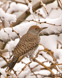 Gilded Flicker