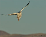 Snow Goose