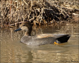 Gadwall