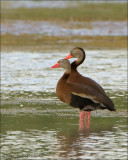 Black-bellied Whistling Duck