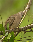 Inca Dove