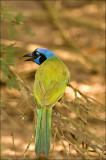 Green Jay