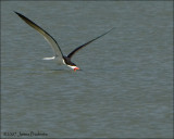 Black Skimmer