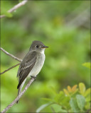 Eastern Wood-Pewee