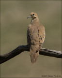 Mourning Dove