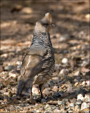Scaled Quail
