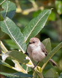 Bushtit