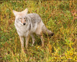 Coyote