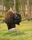 American Bison